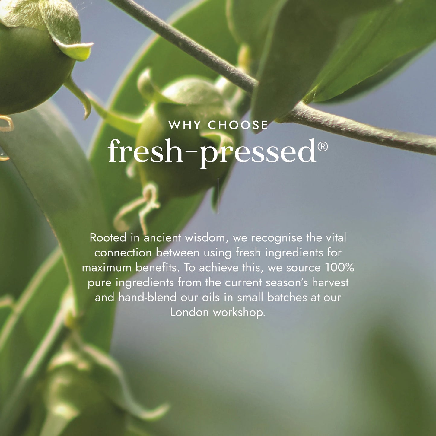 Jojoba Oil (Org) 41026A