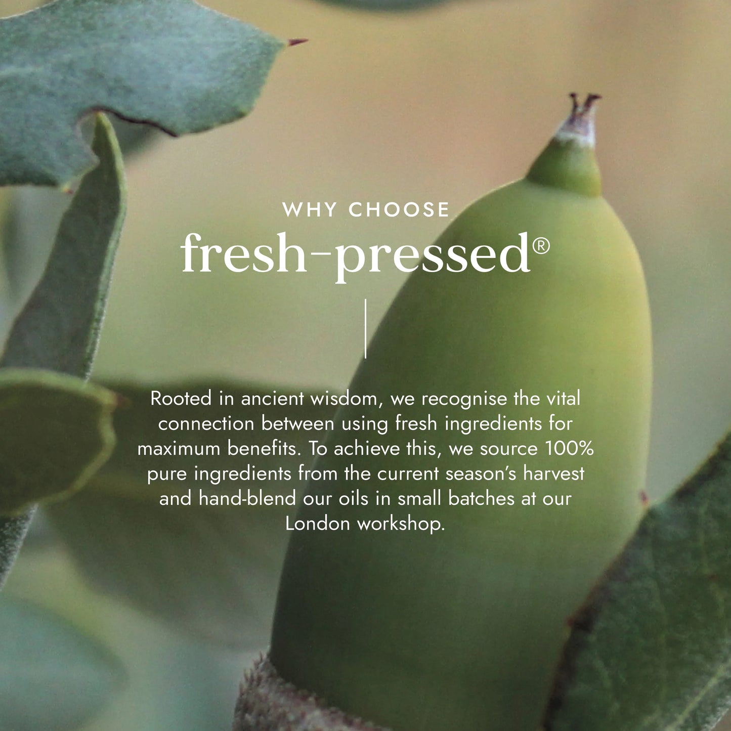 Argan Oil (Org) 49189A