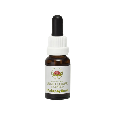 Calophyllum 49305B
