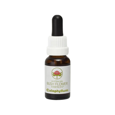 Calophyllum 49305B