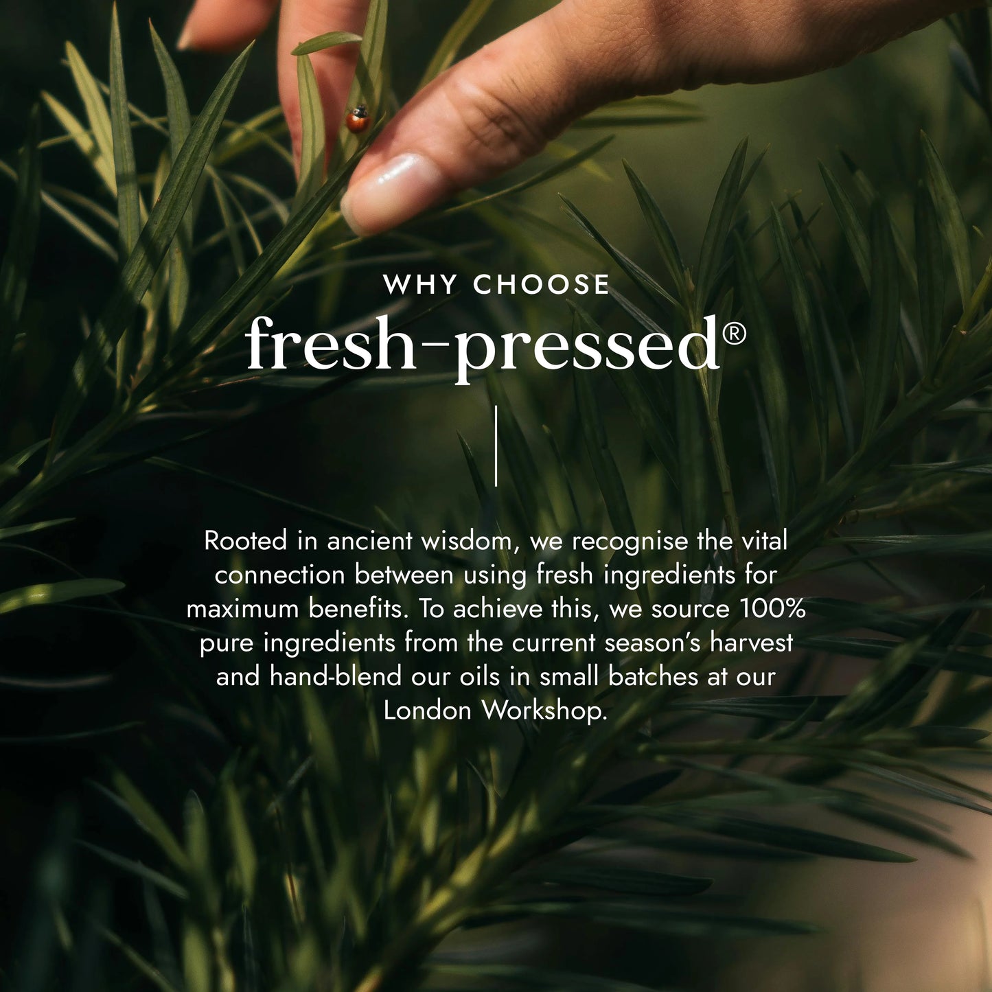 Fushi Root Revival Oil 49637B