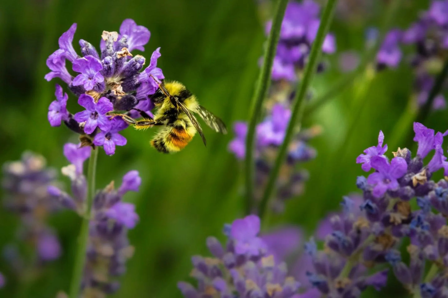 Bee Happy 49994B