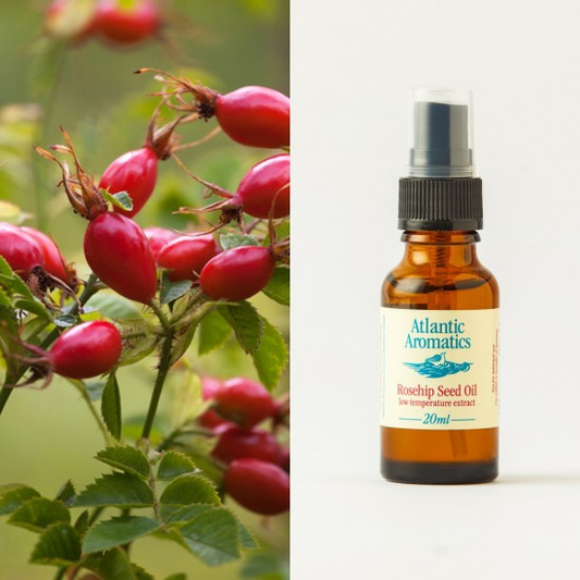 RosehipSeedOil low temp CO2 extract  14574A