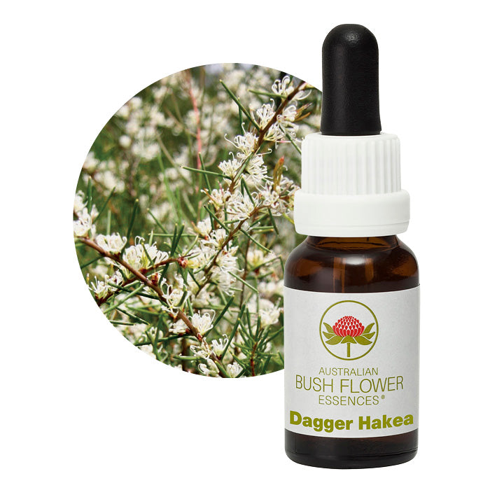Dagger Hakea 30288B