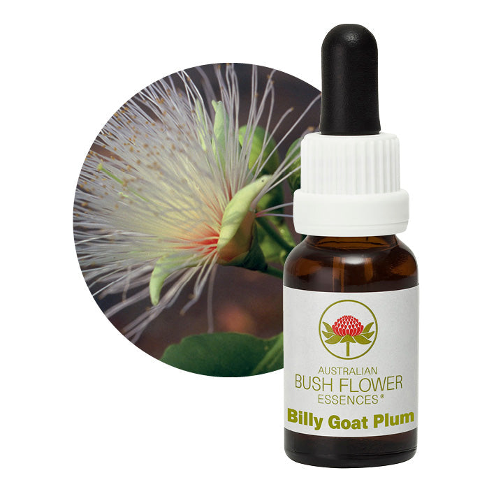 Billy Goat Plum 30429B