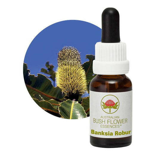Banksia Robur 31044B