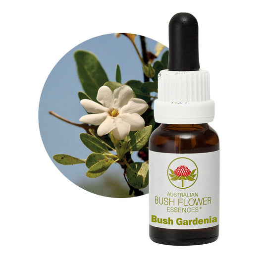 Bush Gardenia 31048B
