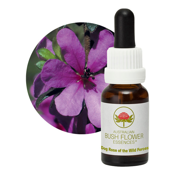Dog Rose of the Wild Forces 31050B