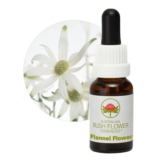 Flannel Flower 31052B