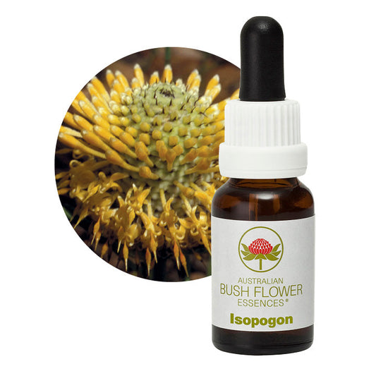 Isopogon 31059B