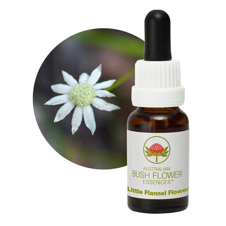 Little Flannel Flower 31063B