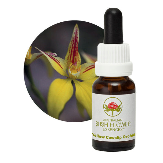Yellow Cowslip Orchid 31088B
