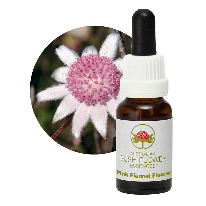 Pink Flannel Flower 31094B