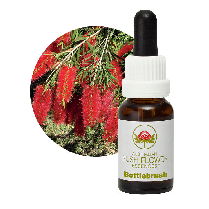 Bottlebrush 31128B