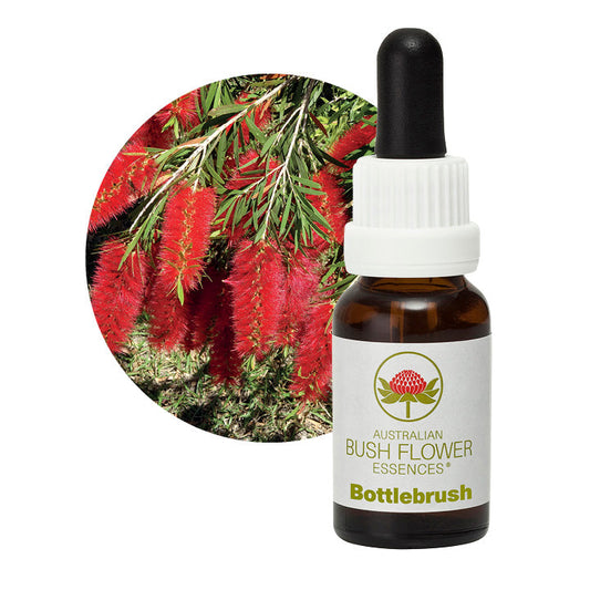Bottlebrush 31128B