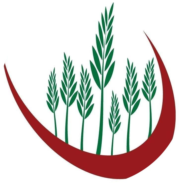 IND Lentil Verts (Puy Type) (Org) 10605A