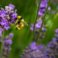 Bee Happy 49994B