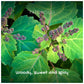 Patchouli & Sandalwood Bar 50854B