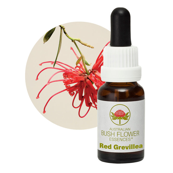 Red Grevillea 24549B